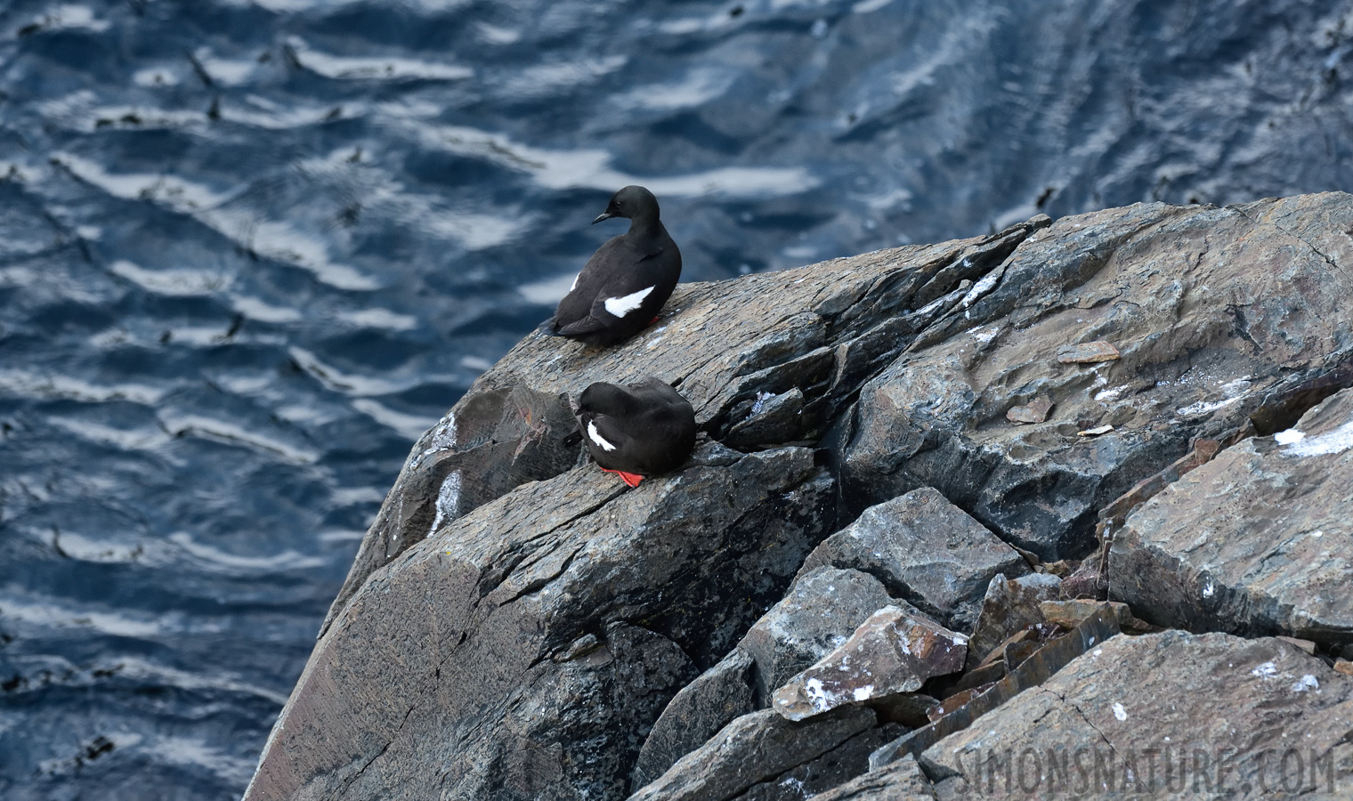 Cepphus grylle arcticus [400 mm, 1/320 sec at f / 8.0, ISO 1600]